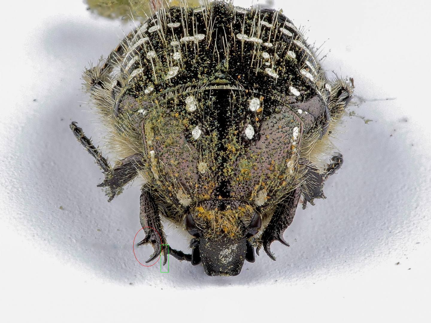 Cetoniidae - Oxythyrea funesta